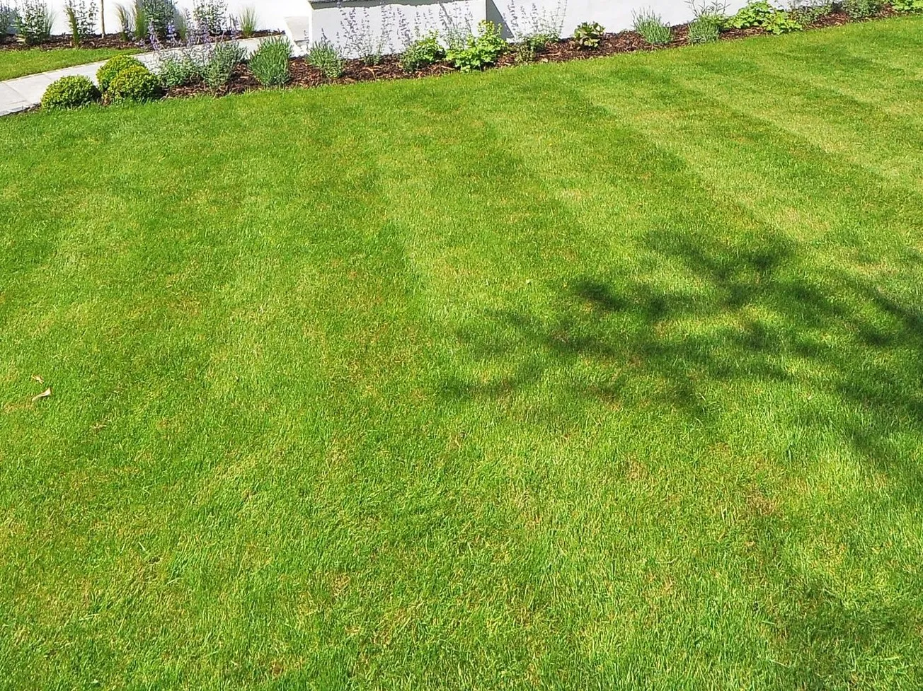 Freshly mown lawn showing mower stripes and a bed edge